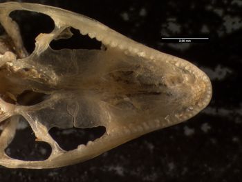 Media type: image;   Herpetology R-152481